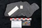 Foto (Objekt + Etikett) von Plantae indet.  (NHMW-GEO-2024-0188-10265)